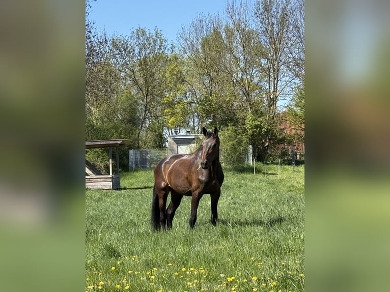 Hanovrien Jument 13 Ans 172 cm Bai brun in Lehre