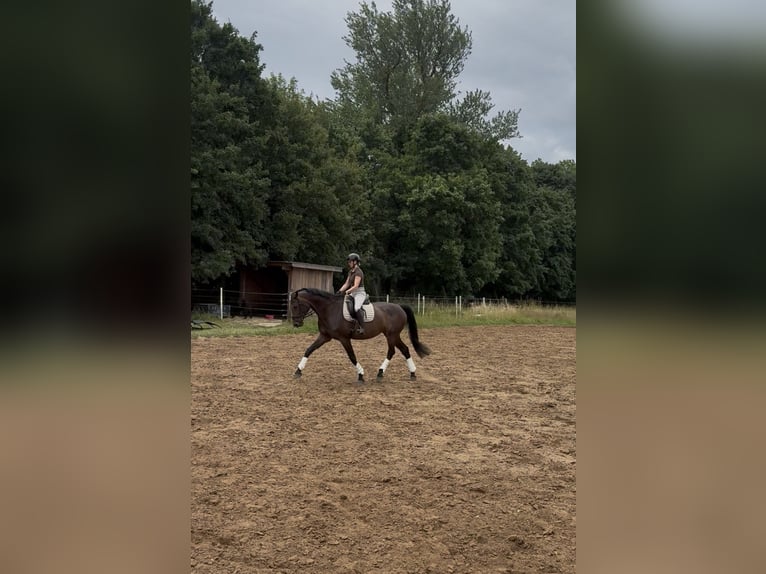 Hanovrien Jument 13 Ans 172 cm Bai brun in Lehre