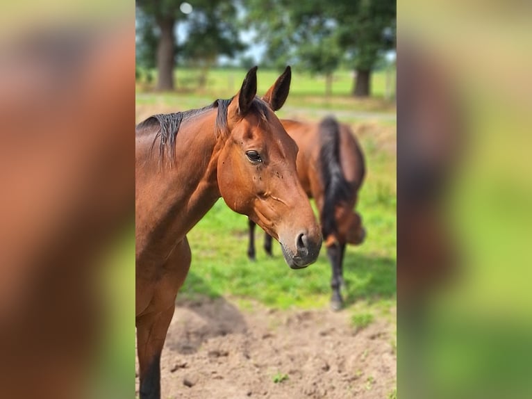 Hanovrien Jument 13 Ans 172 cm Bai in Gorleben Meetschow