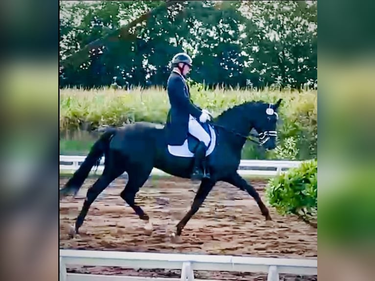 Hanovrien Jument 13 Ans 172 cm Noir in Braderup