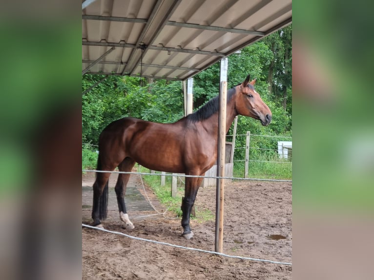 Hanovrien Jument 13 Ans 173 cm Bai in Schneverdingen