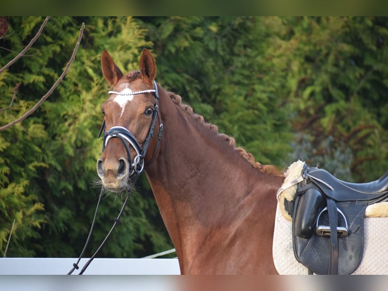 Hanovrien Jument 13 Ans 174 cm Alezan brûlé in Dätgen