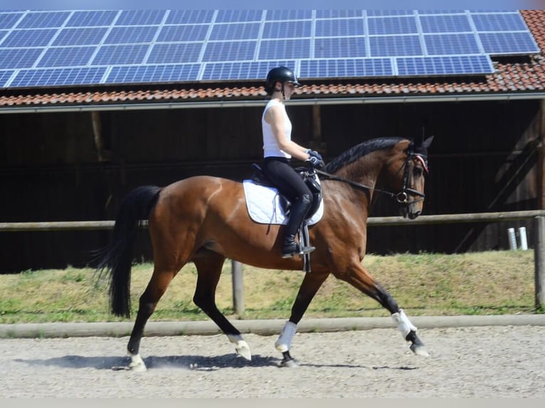 Hanovrien Jument 13 Ans 174 cm Bai in Wellheim