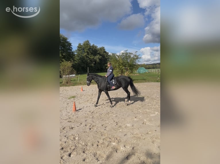 Hanovrien Jument 13 Ans 175 cm Bai brun foncé in Katlenburg-Lindau