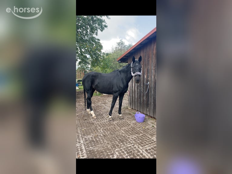 Hanovrien Jument 13 Ans 175 cm Bai brun foncé in Katlenburg-Lindau