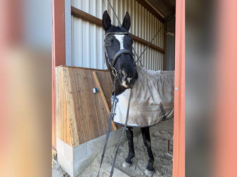 Hanovrien Jument 13 Ans 175 cm Noir in Bruchhausen-Vilsen