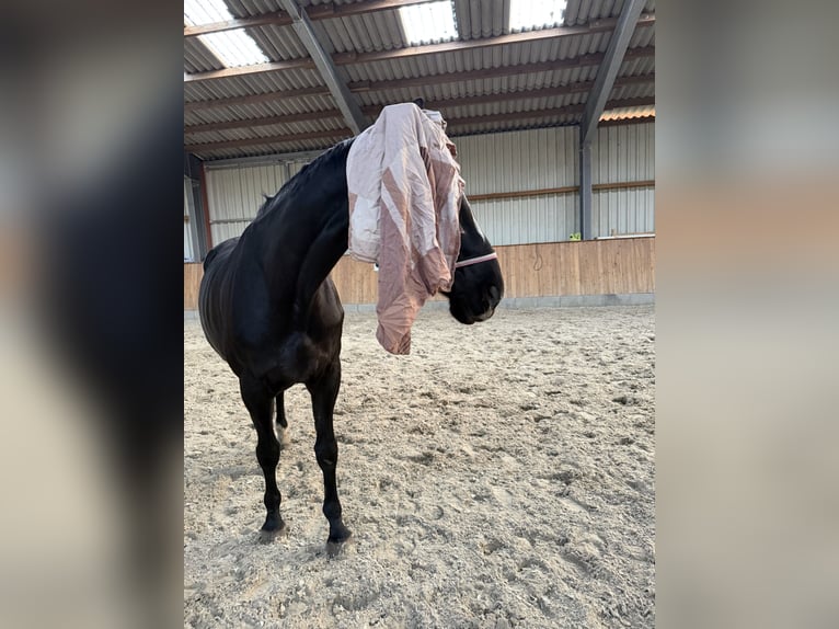 Hanovrien Jument 13 Ans 175 cm Noir in Bruchhausen-Vilsen