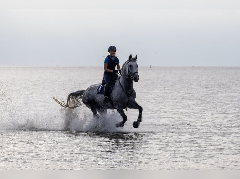 Hanovrien Jument 13 Ans 176 cm Gris in Seeth