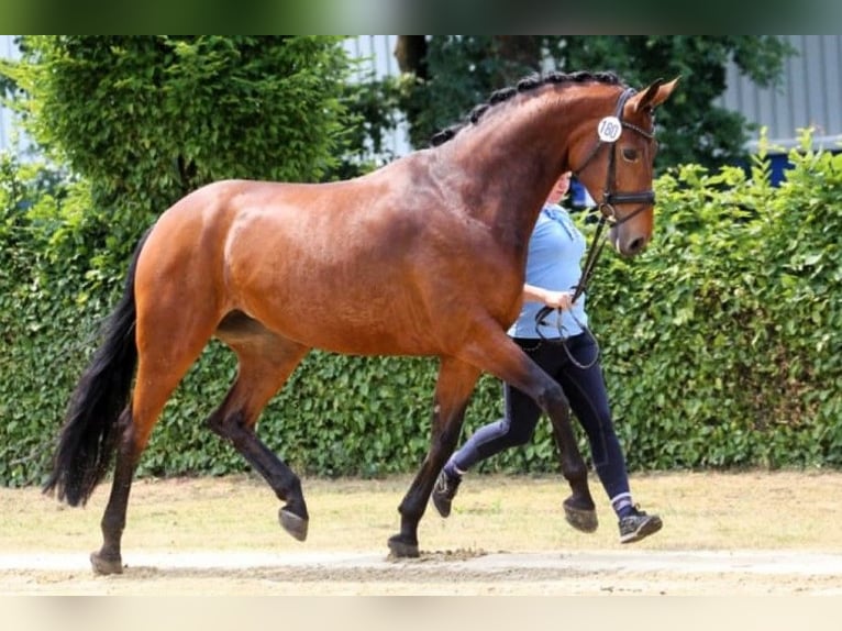 Hanovrien Jument 13 Ans 177 cm Bai in Nennhausen