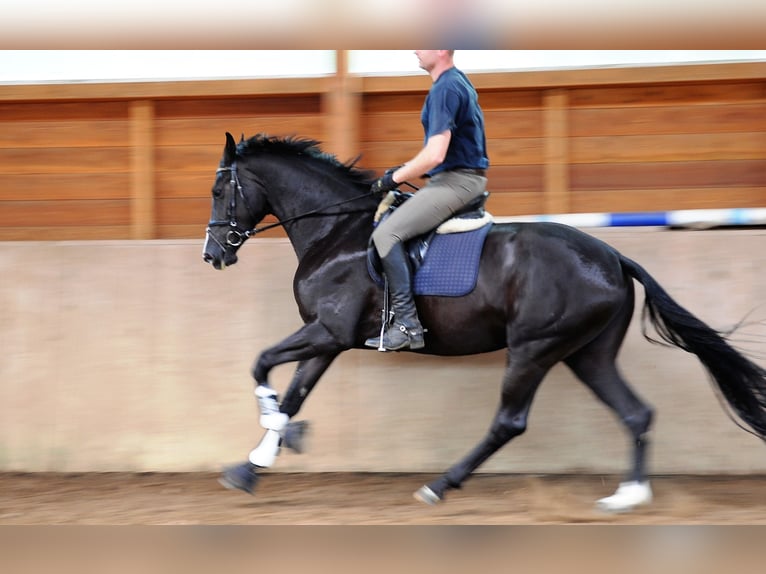 Hanovrien Jument 13 Ans 177 cm Noir in L&#xE4;hden
