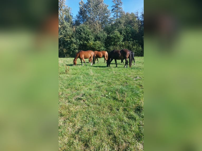 Hanovrien Jument 13 Ans Bai in Rehlingen