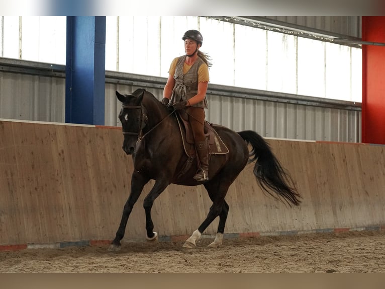 Hanovrien Jument 14 Ans 160 cm Noir in Sterup