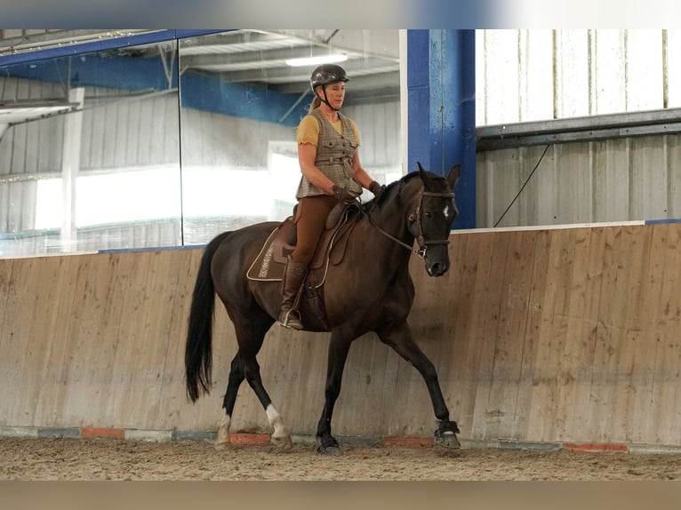 Hanovrien Jument 14 Ans 160 cm Noir in Sterup