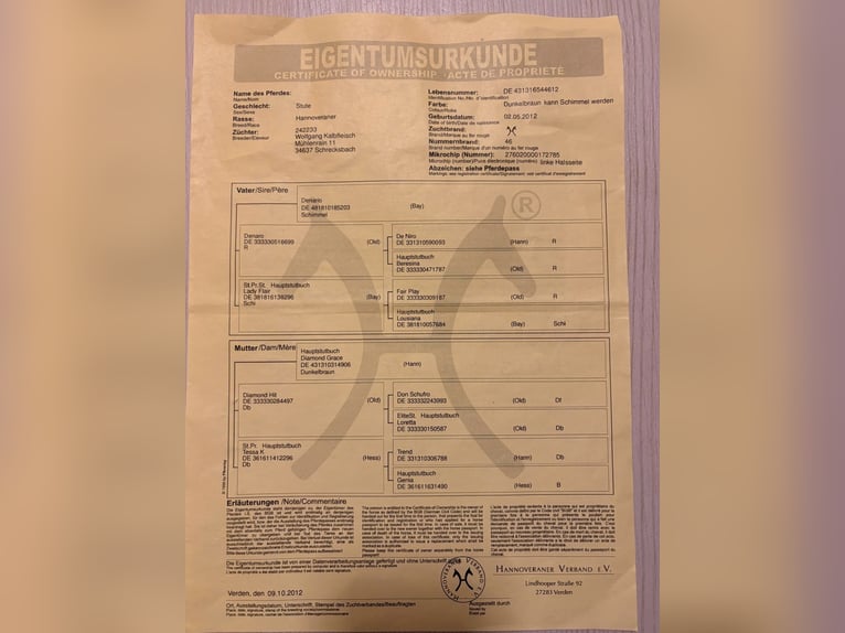 Hanovrien Jument 14 Ans 162 cm Bai brun in Kölleda