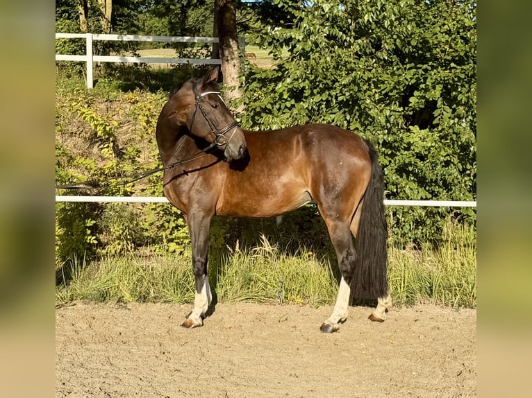 Hanovrien Jument 14 Ans 162 cm Bai in Davidschlag