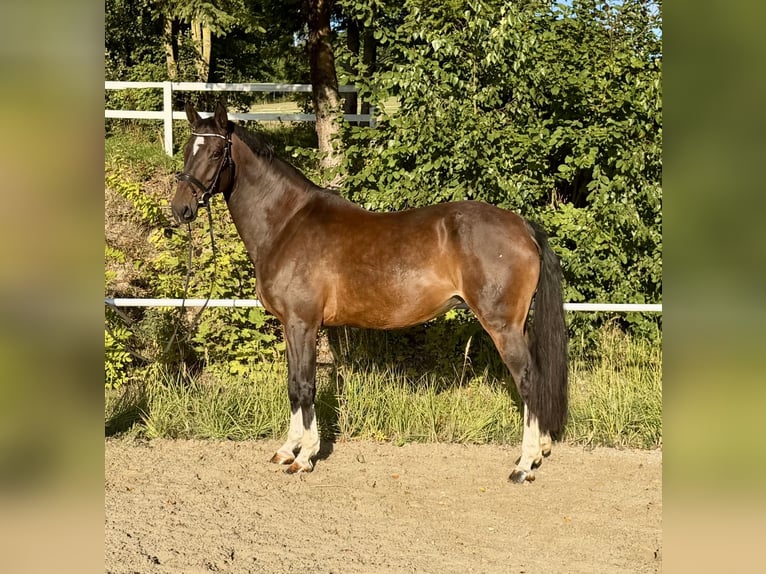 Hanovrien Jument 14 Ans 162 cm Bai in Davidschlag