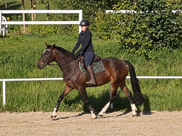 Hanovrien Jument 14 Ans 162 cm Bai in Davidschlag
