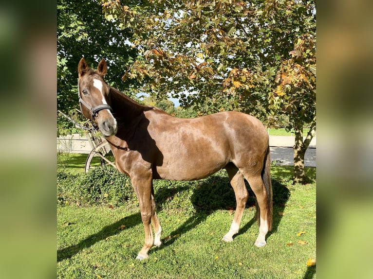 Hanovrien Jument 14 Ans 163 cm Alezan in Fredenbeck