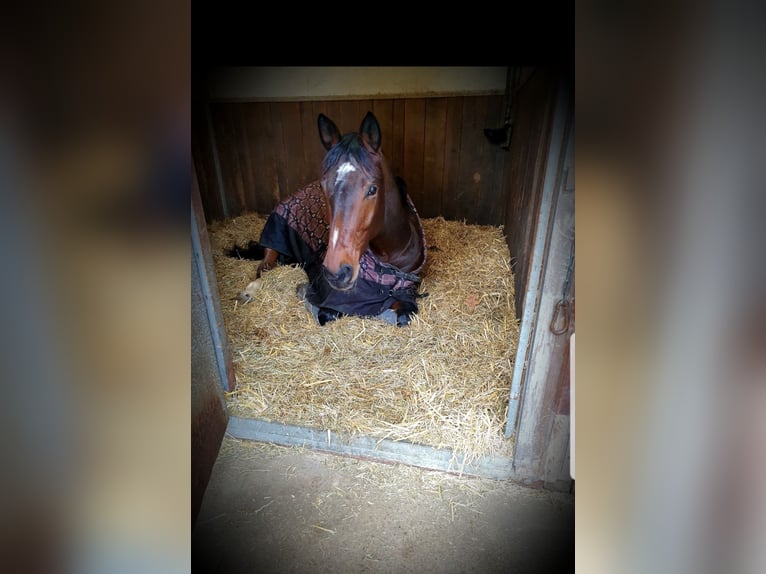 Hanovrien Jument 14 Ans 164 cm Bai brun in Waldfeucht