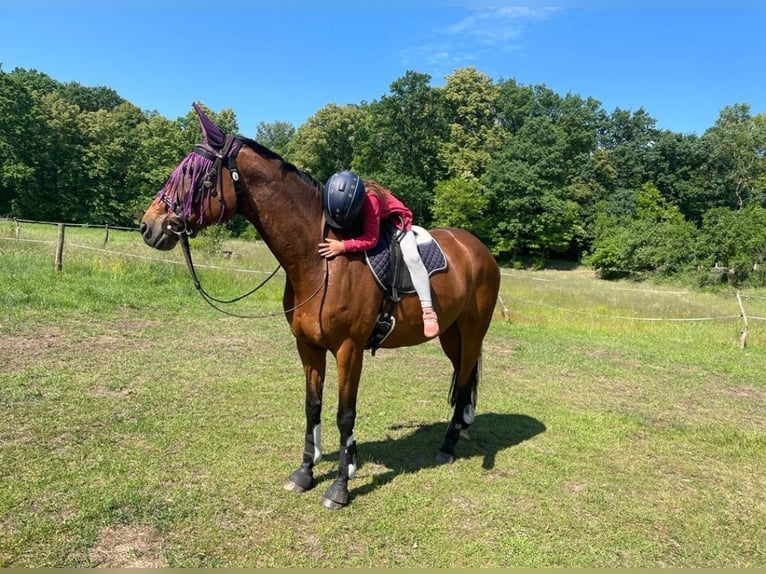 Hanovrien Jument 14 Ans 164 cm Bai in Malschwitz