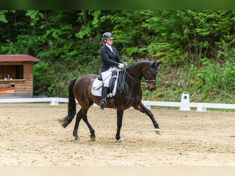 Hanovrien Jument 14 Ans 165 cm Bai brun in Drackenstein