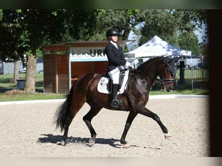 Hanovrien Jument 14 Ans 165 cm Bai brun in Drackenstein