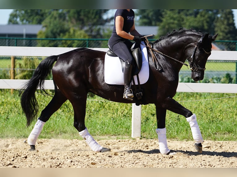 Hanovrien Jument 14 Ans 165 cm Noir in Kessenich