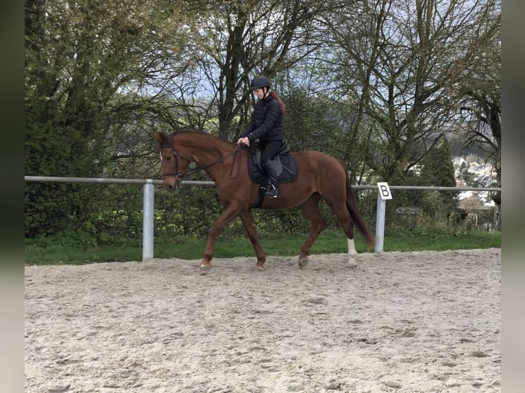 Hanovrien Jument 14 Ans 166 cm Alezan brûlé in Winkelbach