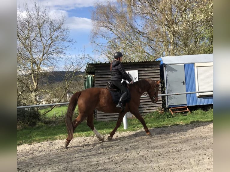 Hanovrien Jument 14 Ans 166 cm Alezan brûlé in Winkelbach