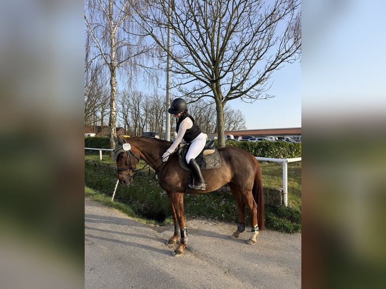 Hanovrien Jument 14 Ans 167 cm Alezan brûlé in Werne