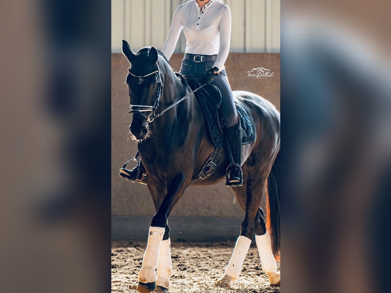 Hanovrien Jument 14 Ans 167 cm Noir in Jüchen