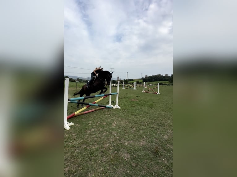 Hanovrien Jument 14 Ans 168 cm Bai brun in Bad Münder am Deister