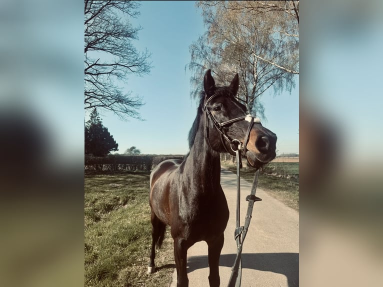 Hanovrien Jument 14 Ans 168 cm Bai brun in Bad Münder am Deister