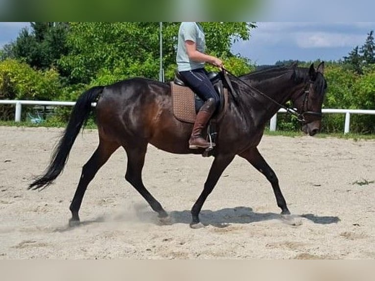 Hanovrien Jument 14 Ans 168 cm Bai brun foncé in Markt Indersdorf