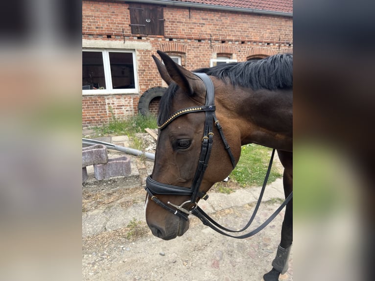 Hanovrien Jument 14 Ans 169 cm Bai in Kalbe (Milde)