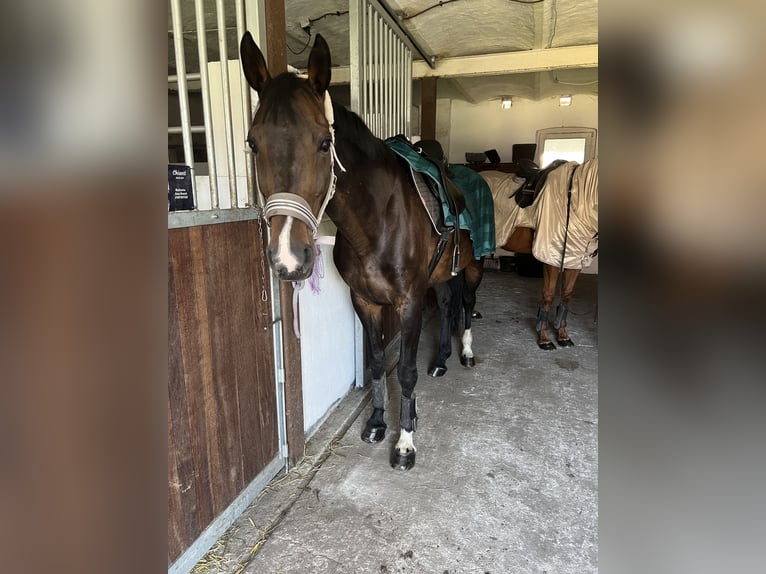 Hanovrien Jument 14 Ans 169 cm Bai in Kalbe (Milde)