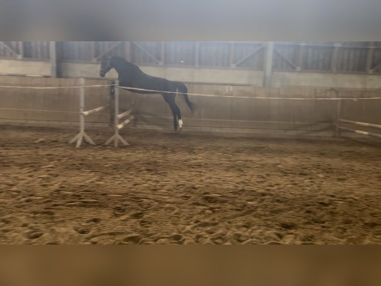 Hanovrien Jument 14 Ans 169 cm Bai in Kalbe (Milde)