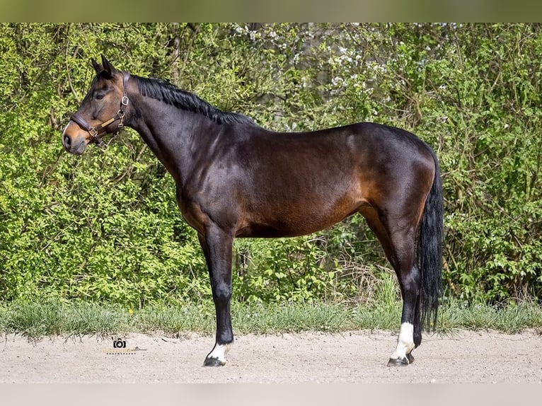 Hanovrien Jument 14 Ans 169 cm Bai in Kalbe (Milde)