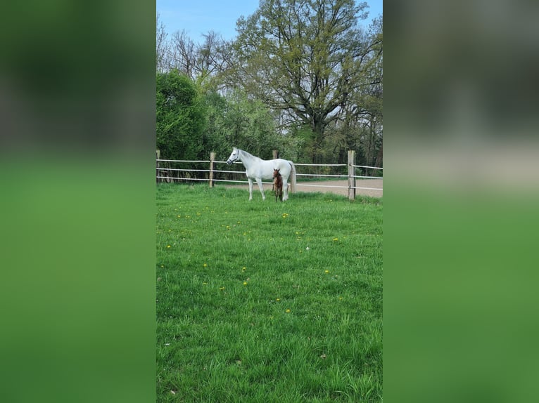 Hanovrien Jument 14 Ans 171 cm Gris in Oelde