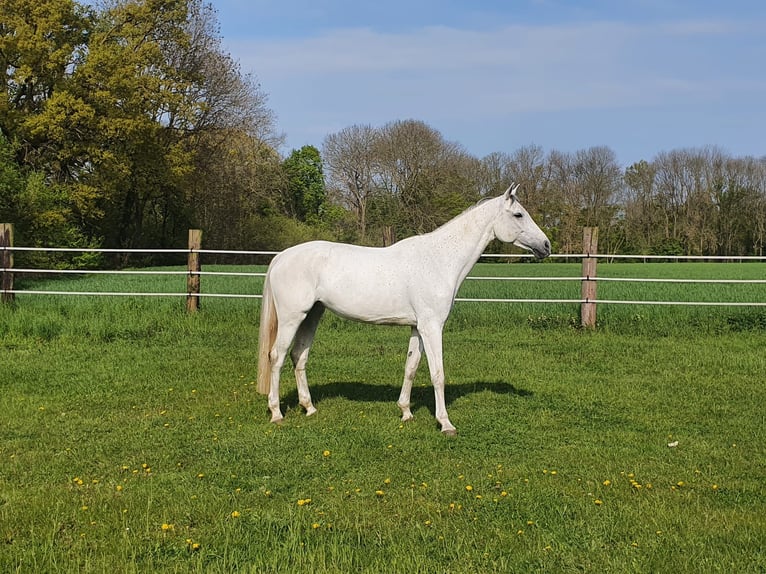 Hanovrien Jument 14 Ans 171 cm Gris in Oelde