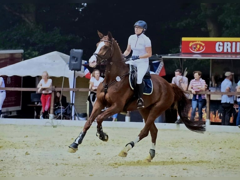 Hanovrien Jument 14 Ans 172 cm Alezan in Wallenhorst