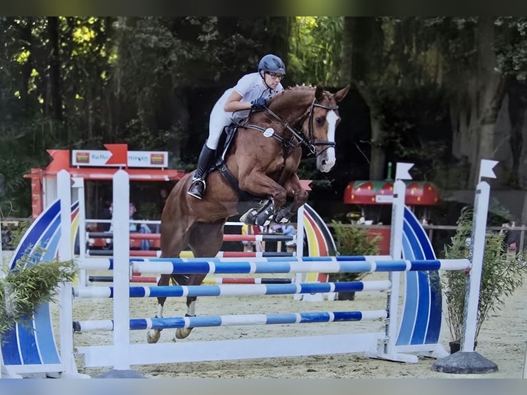 Hanovrien Jument 14 Ans 172 cm Alezan in Wallenhorst