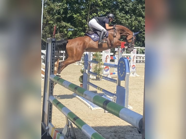 Hanovrien Jument 14 Ans 173 cm Bai brun in Gundelfingen