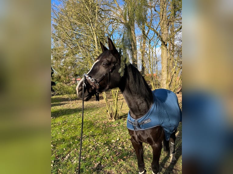 Hanovrien Jument 14 Ans 175 cm Noir in Scheeßel