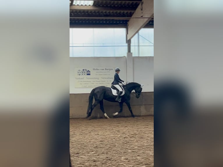 Hanovrien Jument 14 Ans 175 cm Noir in Scheeßel