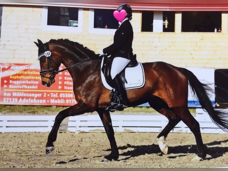Hanovrien Jument 14 Ans 177 cm Bai brun in D&#xFC;sseldorf