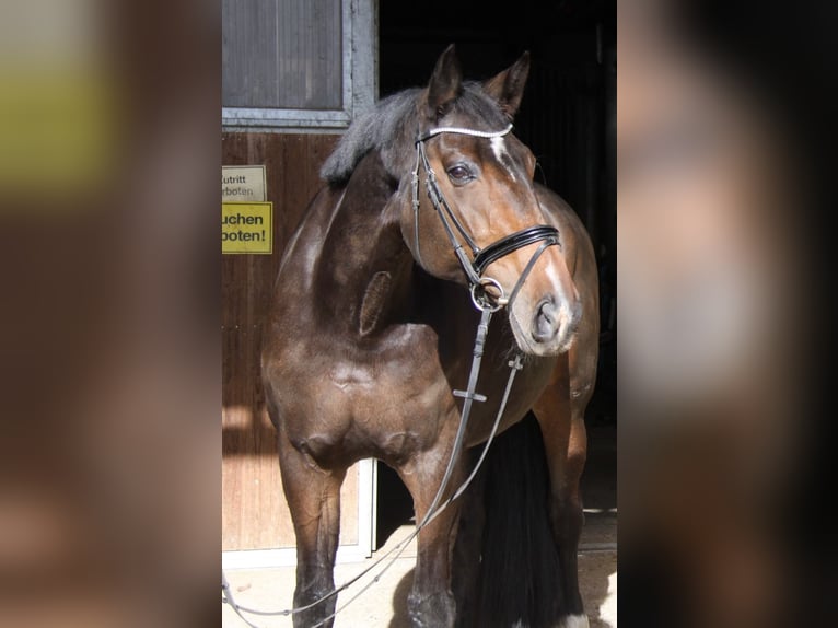 Hanovrien Jument 14 Ans 180 cm Bai brun in Winhöring