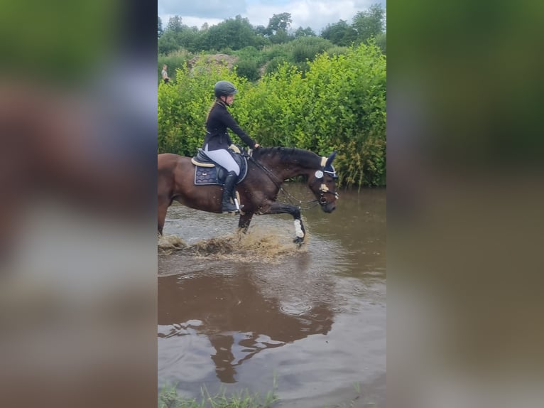 Hanovrien Jument 15 Ans 162 cm Bai in Winsen (Aller)
