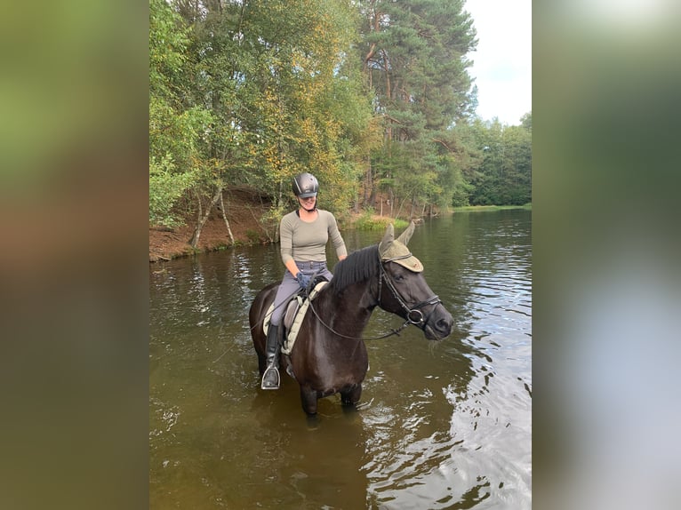 Hanovrien Jument 15 Ans 163 cm Bai brun foncé in Rietberg