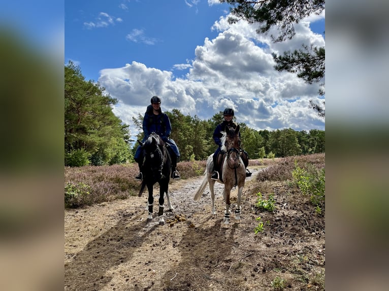 Hanovrien Jument 15 Ans 163 cm Bai brun foncé in Rietberg